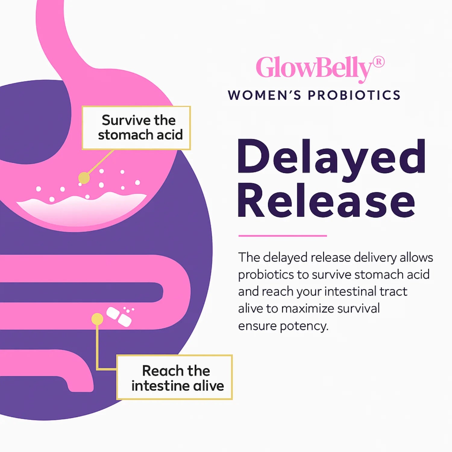 GlowBelly - Women's Probiotic