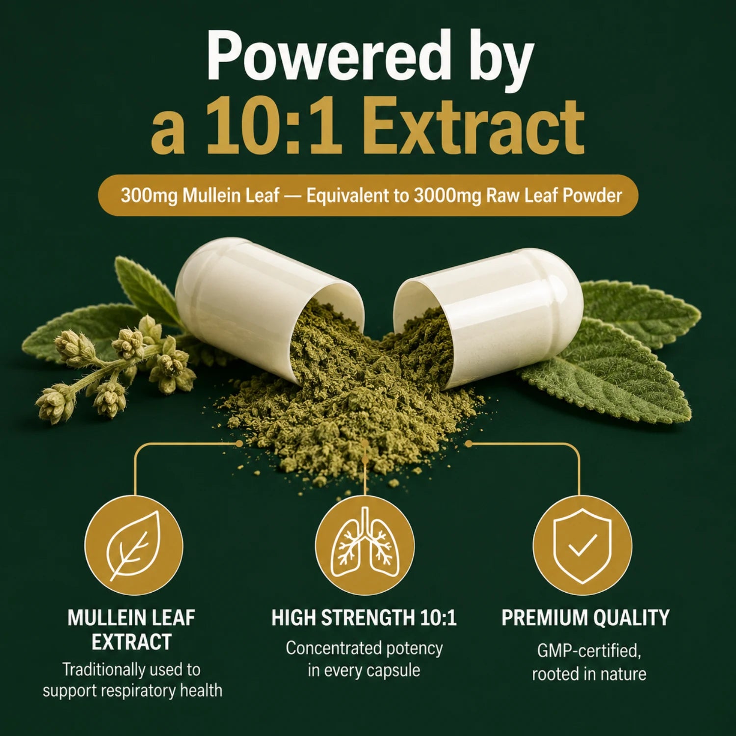 Mullein Leaf Extract